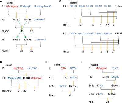 Mapping QTLs for blight resistance and morpho-phenological traits in inter-species hybrid families of chestnut (Castanea spp.)